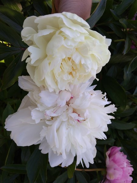 152913696879967467.jpg
