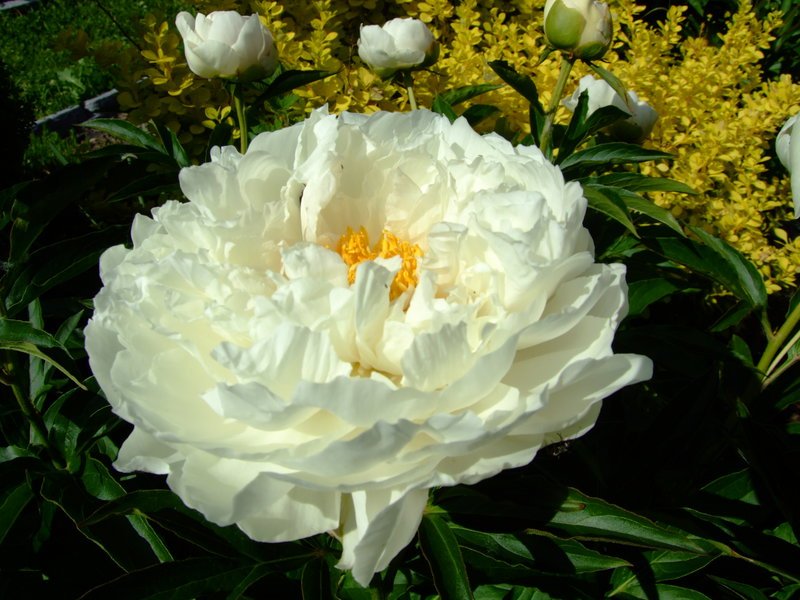 pp64.jpg