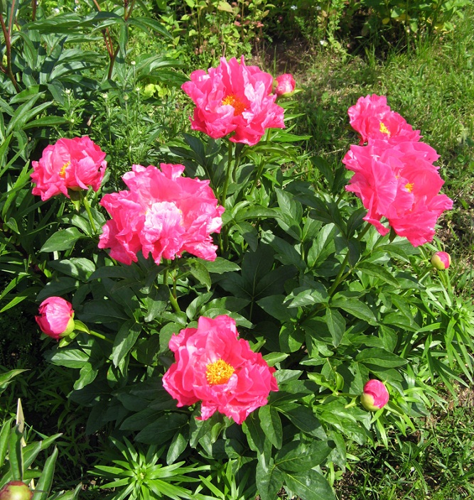 PF7945.jpg