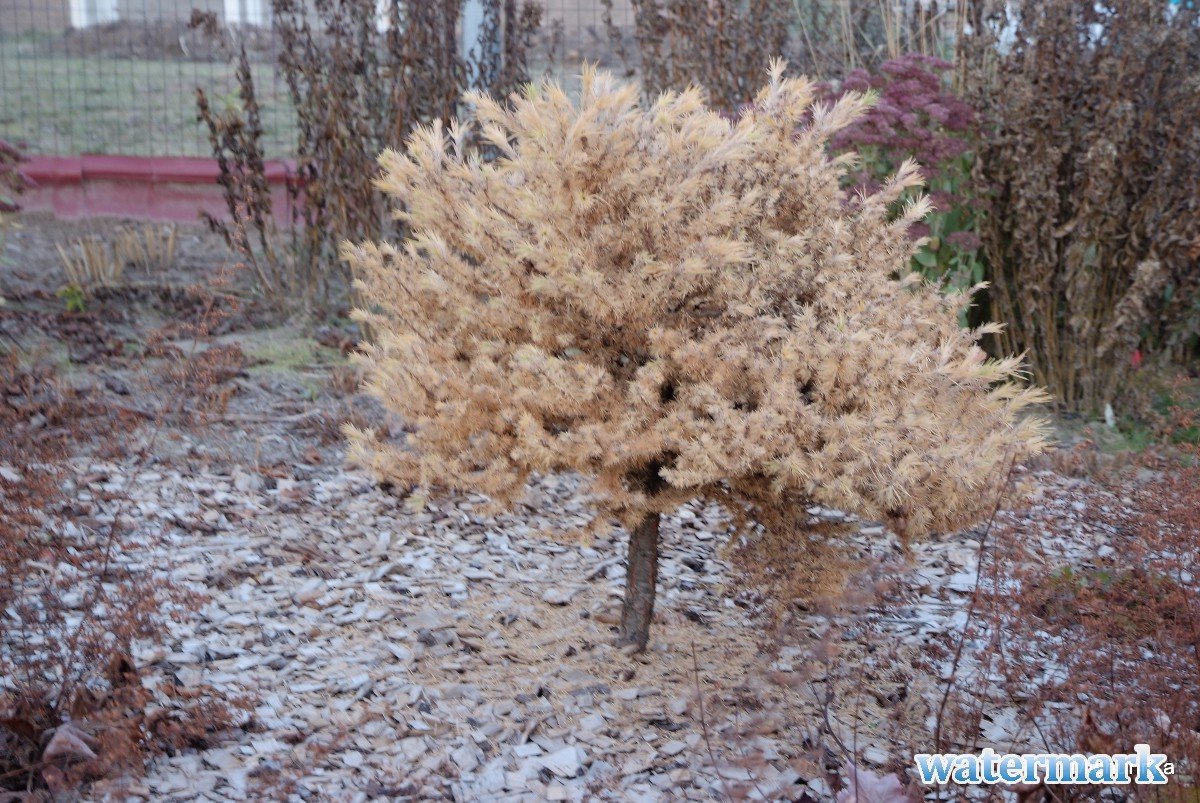 DSCF2060.JPG