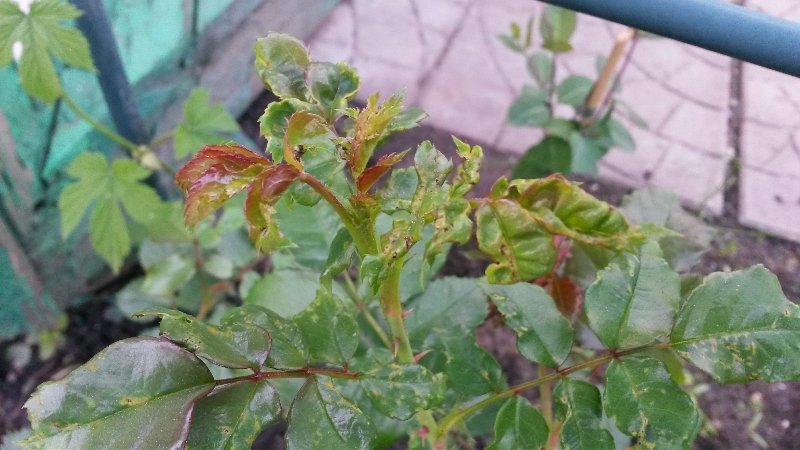 20150602_201112.jpg