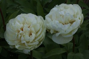 image14.jpg