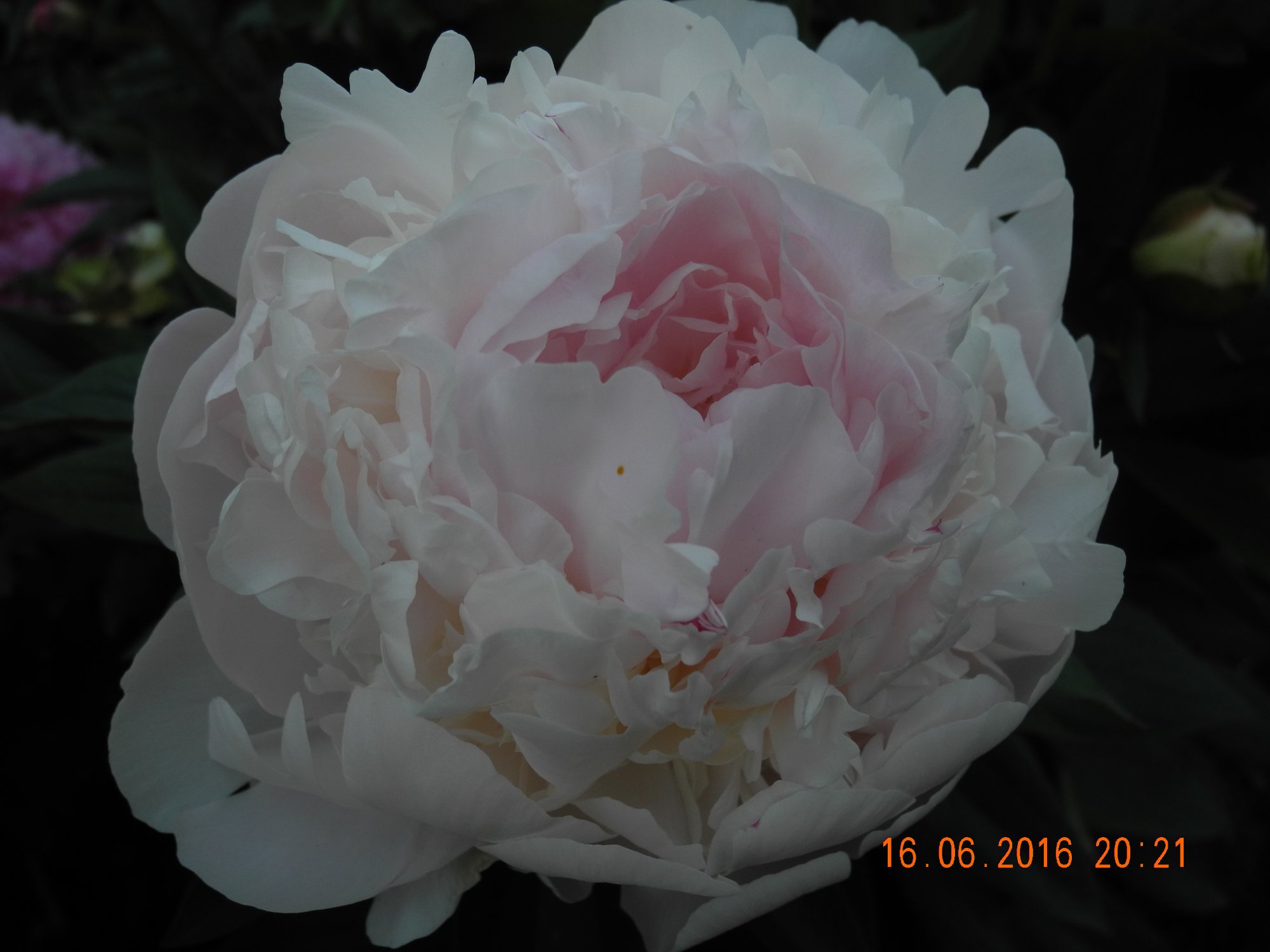 DSCN8995.jpg