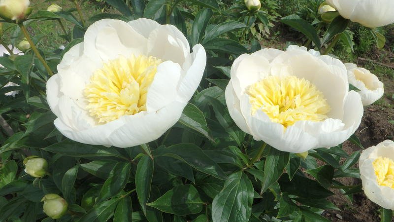 ivory7.jpg