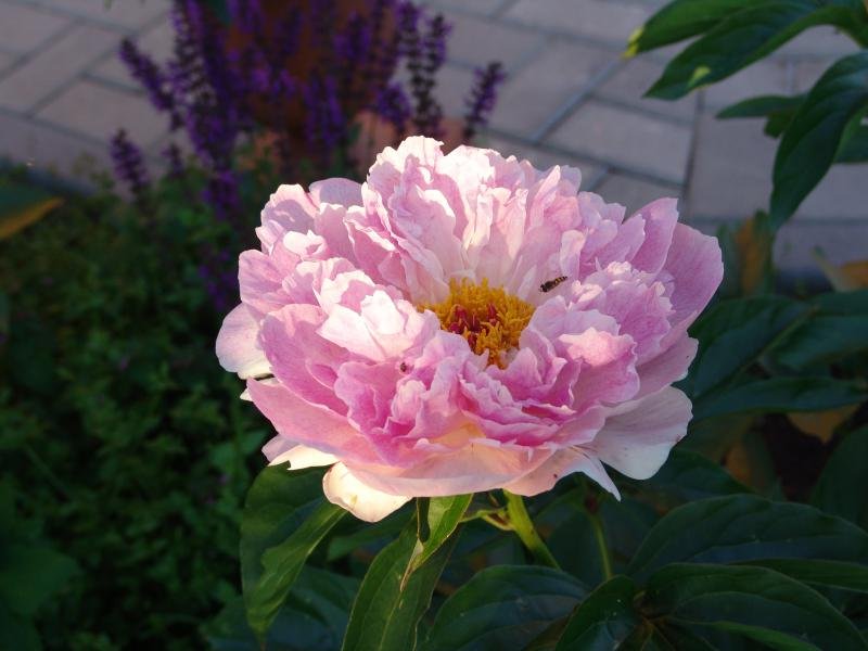 orchid annie 1.jpg