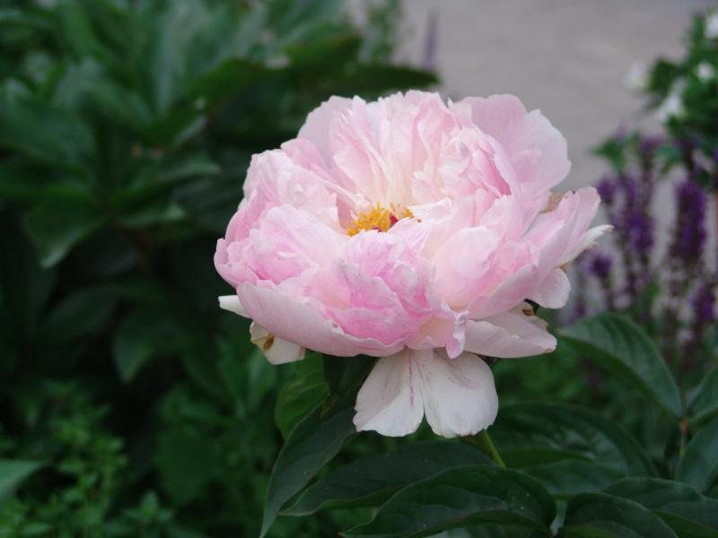 orchid annie 2.jpg