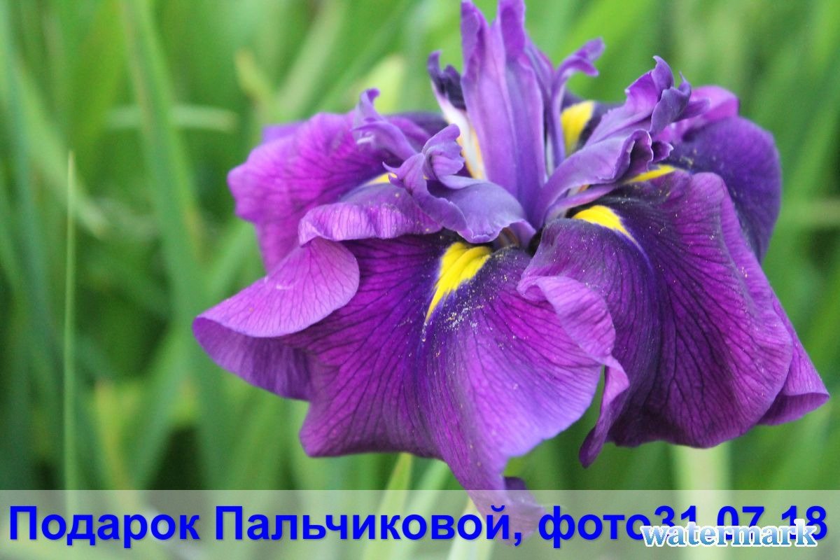 Подарок Пальчиковой 1.jpg