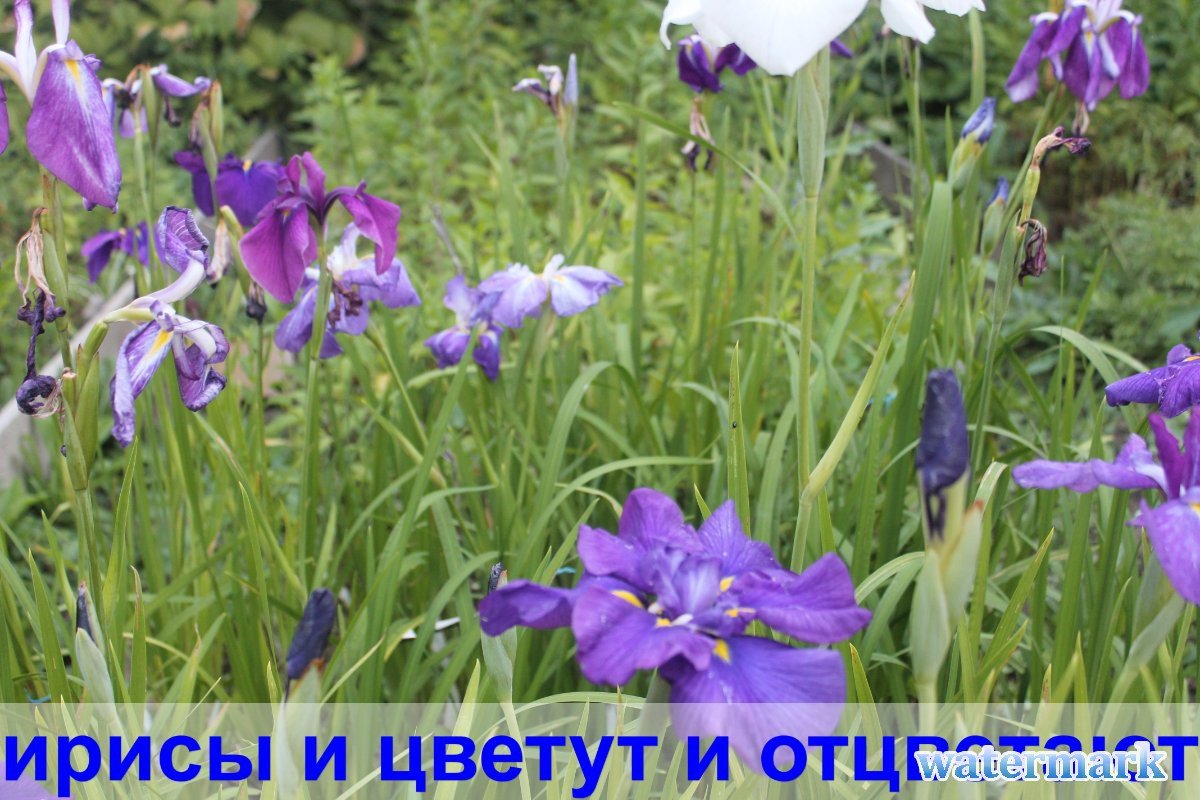 ирисы цветут и.jpg