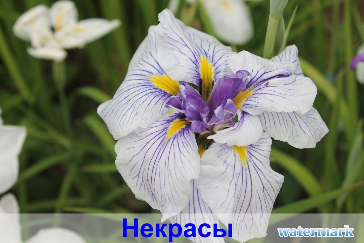 Некрасы.jpg