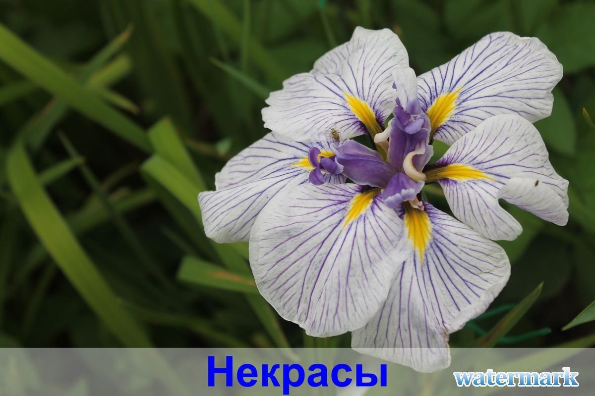 НЕкрасы2.jpg