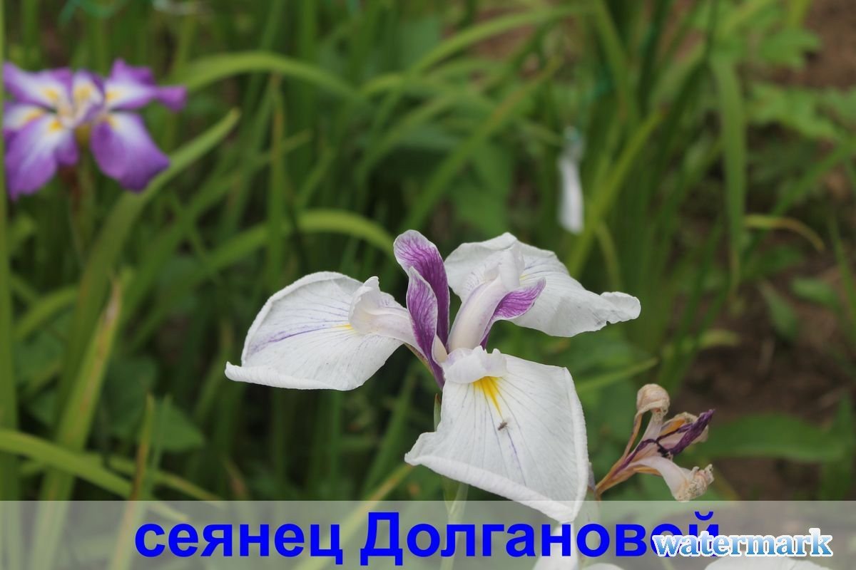сеянец.jpg
