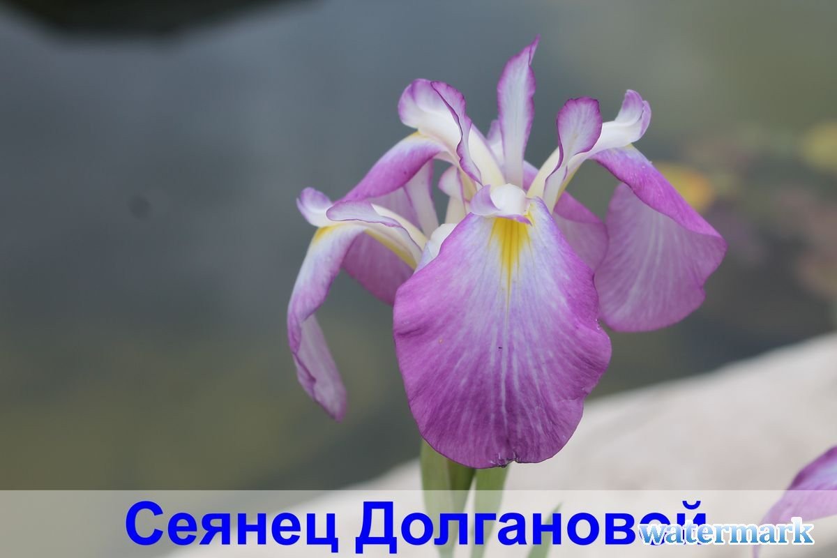 сеянец2.jpg
