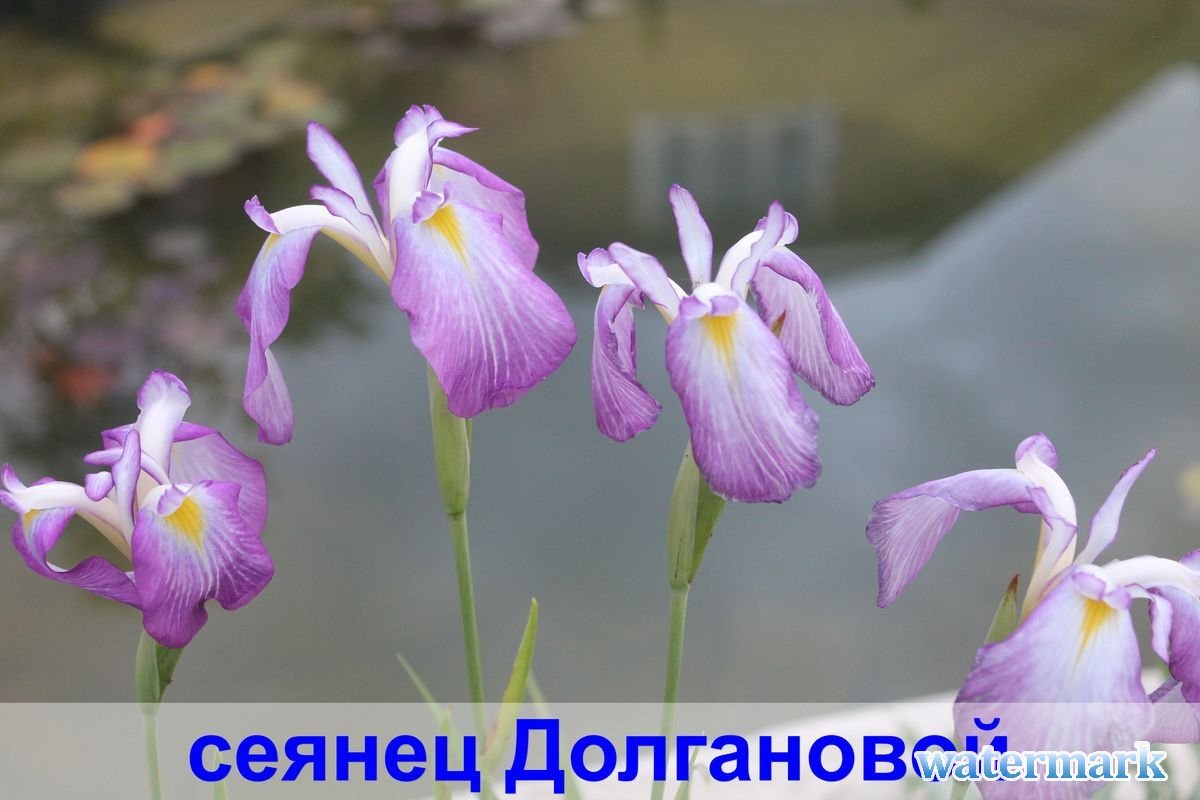 сеянец 11.jpg