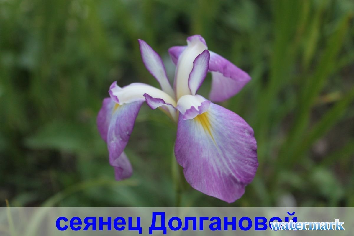 сеянец10.jpg