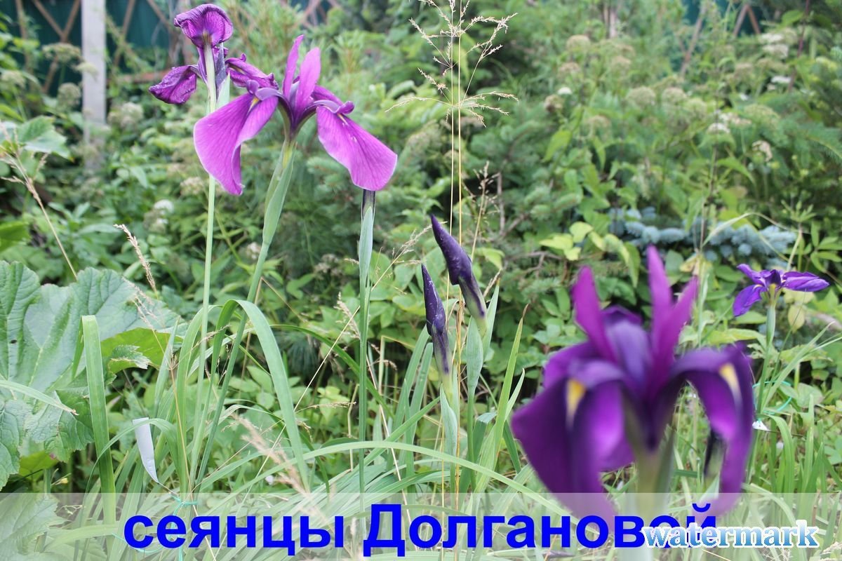 сеянец 6.jpg
