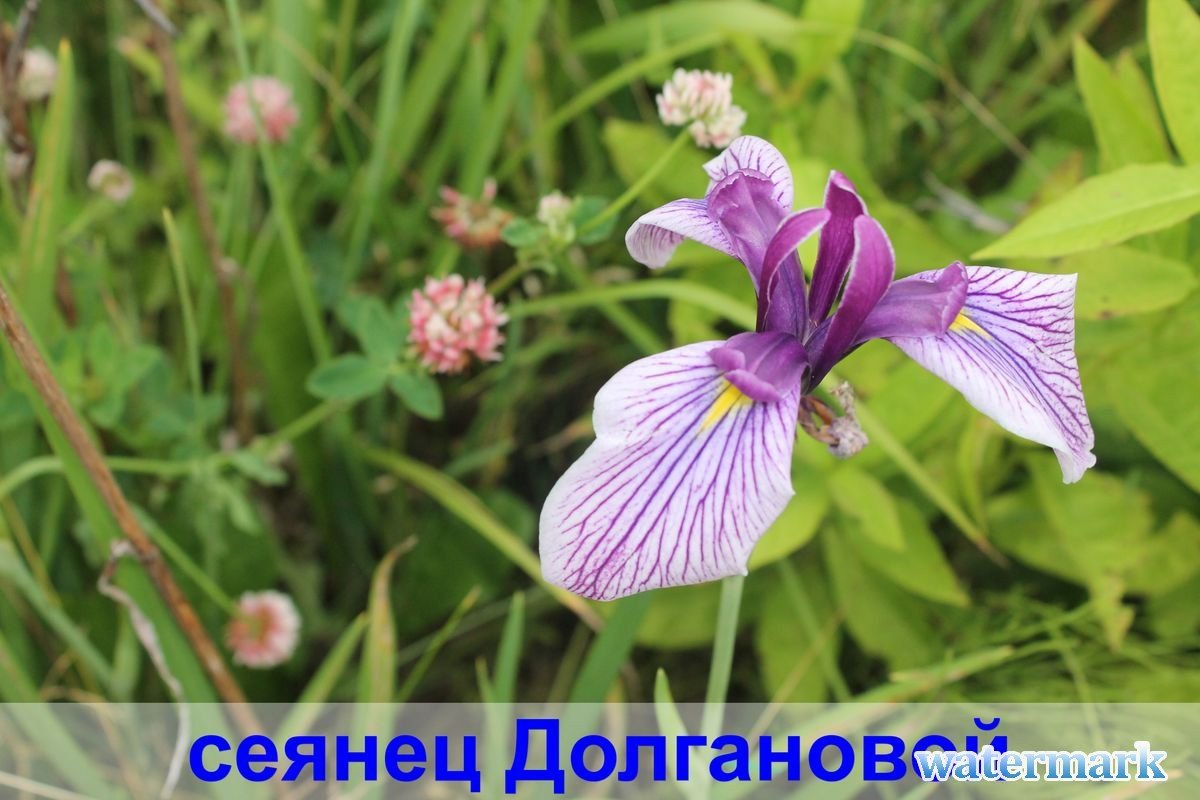 сеянец 7.jpg