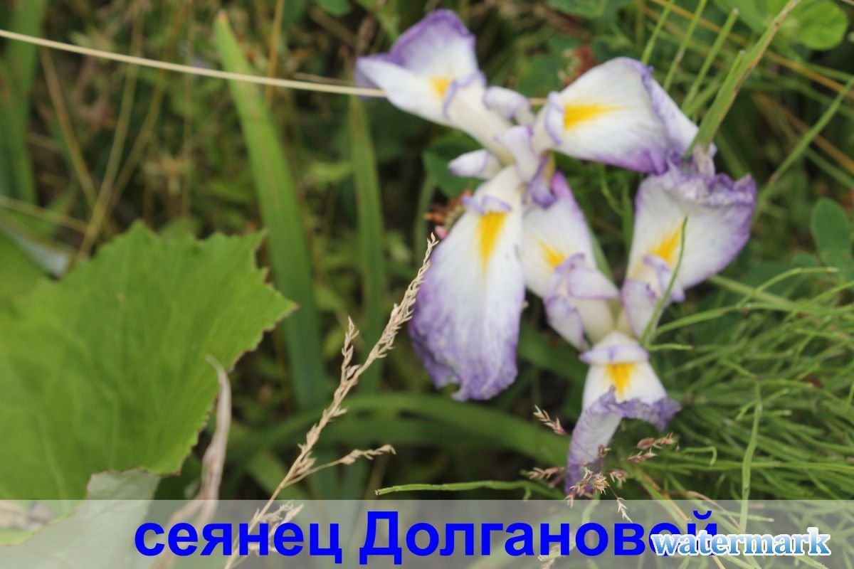сеянец 8.jpg