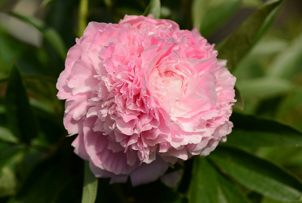+DSC_0117_Pink Parfaight.jpg