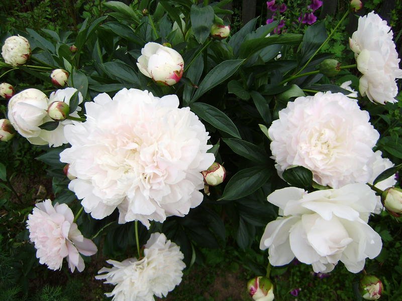 j751.jpg
