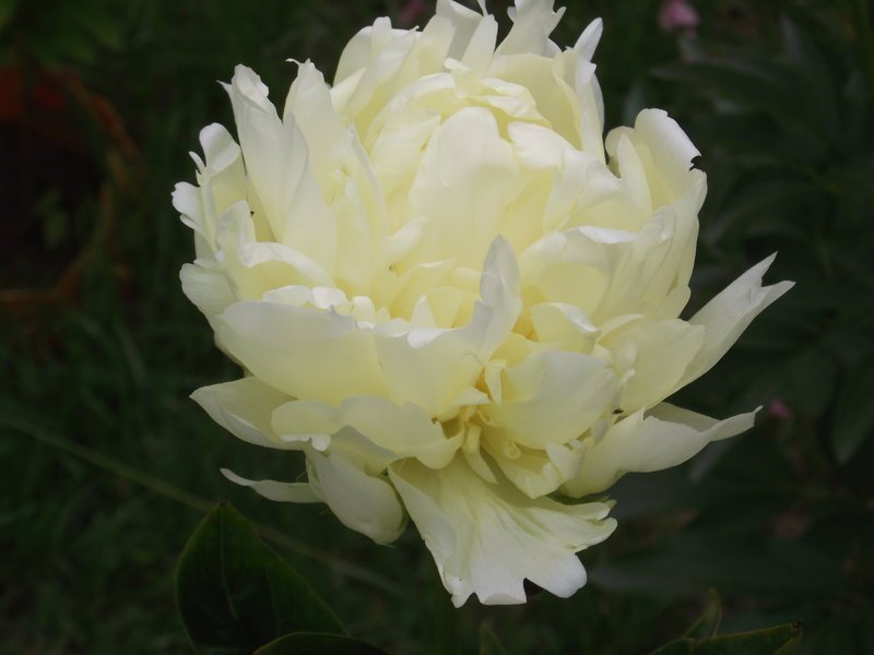 gm59.jpg