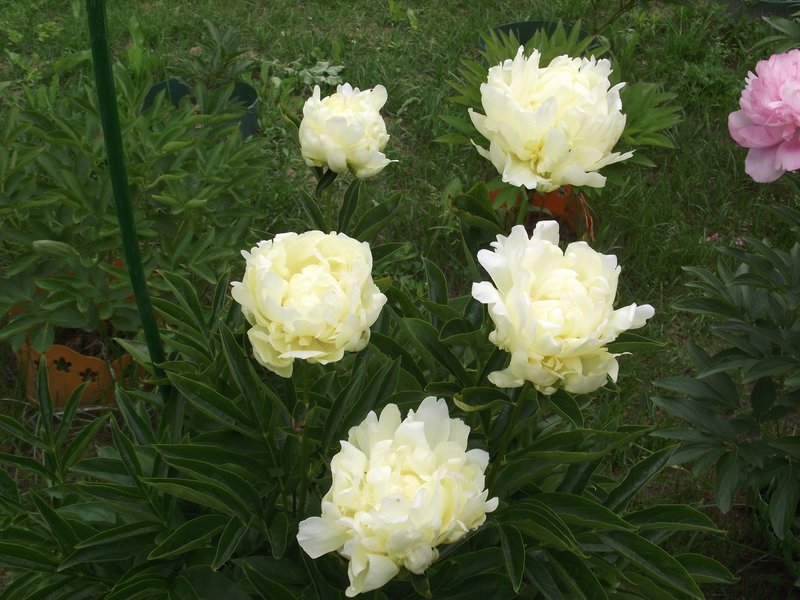 gm77.jpg